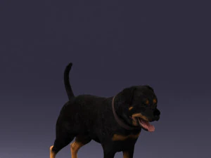 perro negro 0160 Modelo 3D