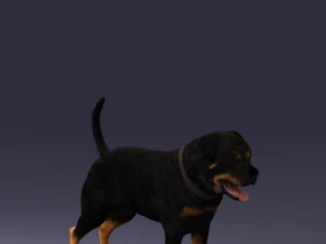 000496 Rottweiler Dog Standing Realistic Animal Character 3D Model