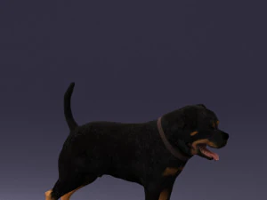 000496 Rottweiler Dog Standing Realistic Animal Character 3D Model