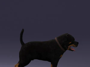 000496 Rottweiler Dog Standing Realistic Animal Character 3D Model