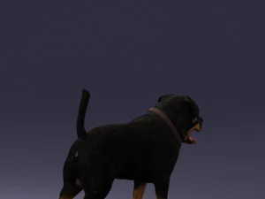 000496 Rottweiler Dog Standing Realistic Animal Character 3D Model