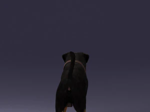 000496 Rottweiler Dog Standing Realistic Animal Character 3D Model