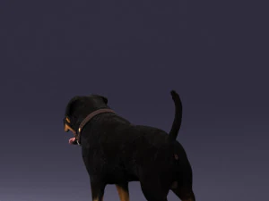 000496 Rottweiler Dog Standing Realistic Animal Character 3D Model