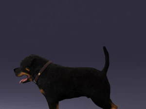 000496 Rottweiler Dog Standing Realistic Animal Character 3D Model