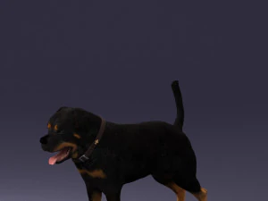 000496 Rottweiler Dog Standing Realistic Animal Character 3D Model