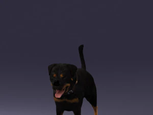 000496 Rottweiler Dog Standing Realistic Animal Character 3D Model