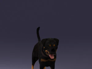 000496 Rottweiler Dog Standing Realistic Animal Character 3D Model
