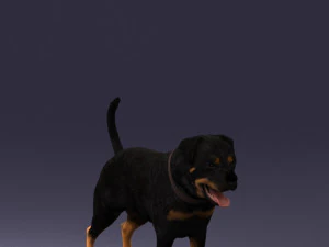 000496 Rottweiler Dog Standing Realistic Animal Character 3D Model
