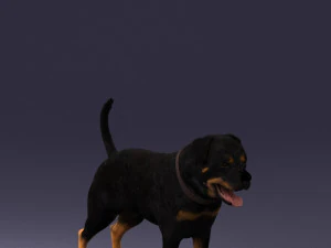 000496 Rottweiler Dog Standing Realistic Animal Character 3D Model