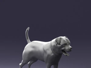 000496 Rottweiler Dog Standing Realistic Animal Character 3D Model