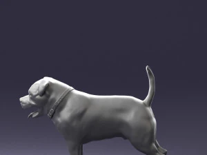 000496 Rottweiler Dog Standing Realistic Animal Character 3D Model