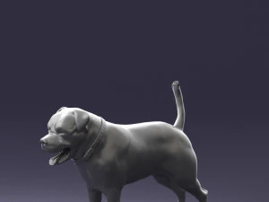 000496 Rottweiler Dog Standing Realistic Animal Character 3D Model