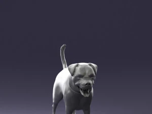 000496 Rottweiler Dog Standing Realistic Animal Character 3D Model