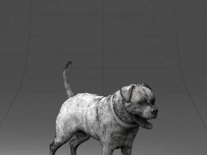 000496 Rottweiler Dog Standing Realistic Animal Character 3D Model