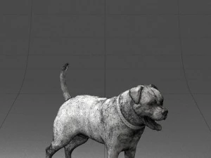 000496 Rottweiler Dog Standing Realistic Animal Character 3D Model