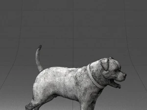 000496 Rottweiler Dog Standing Realistic Animal Character 3D Model