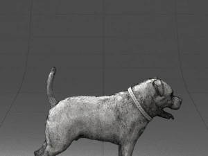 000496 Rottweiler Dog Standing Realistic Animal Character 3D Model