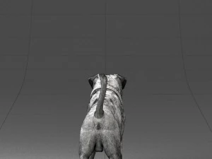 000496 Rottweiler Dog Standing Realistic Animal Character 3D Model