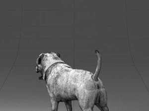 000496 Rottweiler Dog Standing Realistic Animal Character 3D Model