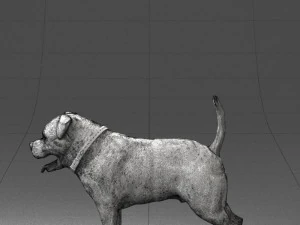 000496 Rottweiler Dog Standing Realistic Animal Character 3D Model
