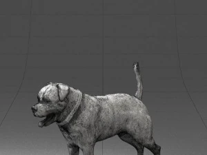 000496 Rottweiler Dog Standing Realistic Animal Character 3D Model