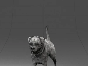 000496 Rottweiler Dog Standing Realistic Animal Character 3D Model