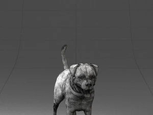 000496 Rottweiler Dog Standing Realistic Animal Character 3D Model