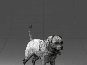 000496 Rottweiler Dog Standing Realistic Animal Character 3D Model