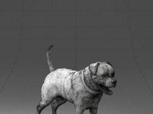 000496 Rottweiler Dog Standing Realistic Animal Character 3D Model