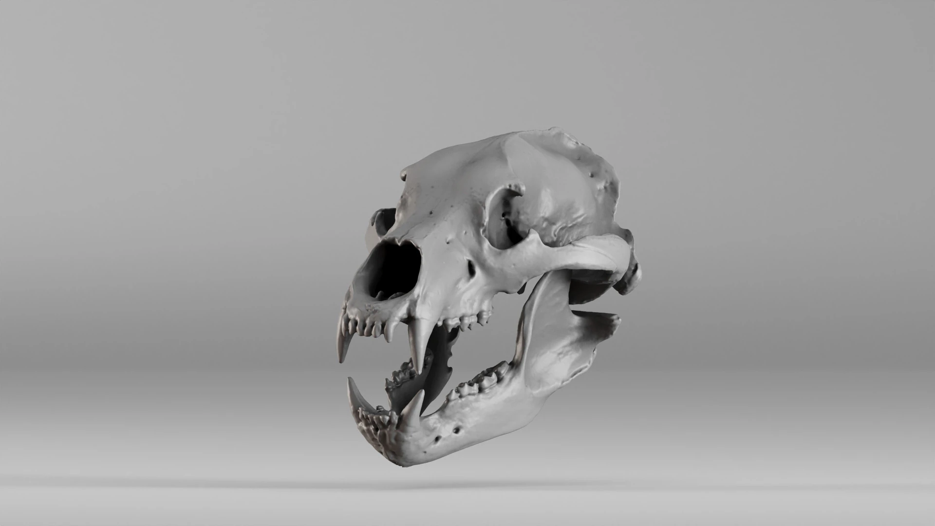 001585 Bear Skull 3dp 3D Print Model .c4d .max .obj .3ds .fbx .stl .blend 