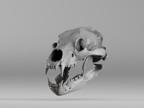 001585 Bear Skull 3dp Modelo de impresión 3D