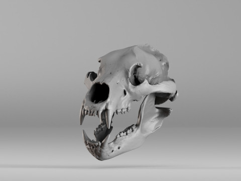 001585 Bear Skull 3dp 3D Print Model