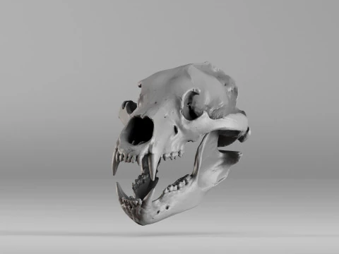 001585 Bear Skull 3dp 3D Print Model