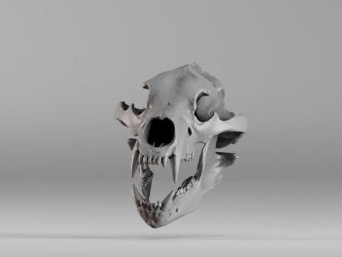 001585 Bear Skull 3dp 3D Print Model