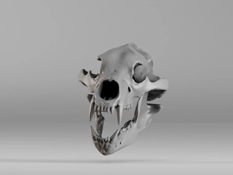 001585 Bear Skull 3dp 3D Print Model