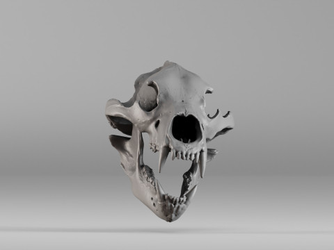 001585 Bear Skull 3dp 3D Print Model