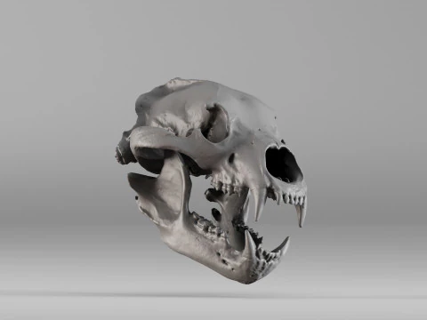 001585 Bear Skull 3dp 3D Print Model