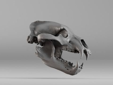 001585 Bear Skull 3dp 3D Print Model