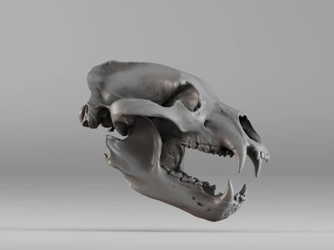 001585 Bear Skull 3dp 3D Print Model