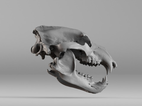 001585 Bear Skull 3dp 3D Print Model