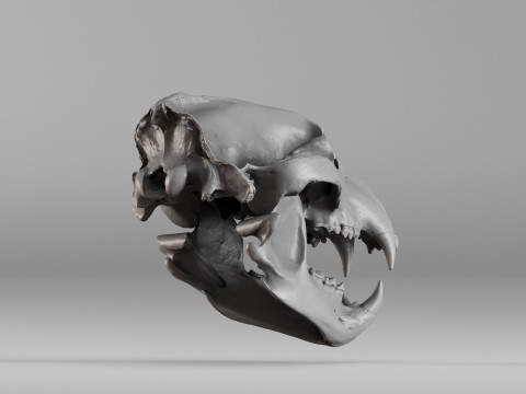 001585 Bear Skull 3dp 3D Print Model