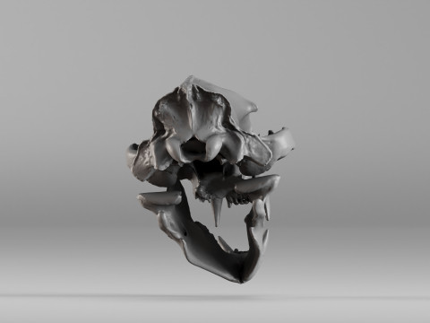 001585 Bear Skull 3dp 3D Print Model