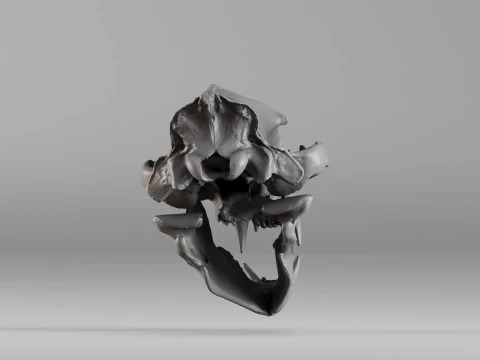 001585 Bear Skull 3dp 3D Print Model