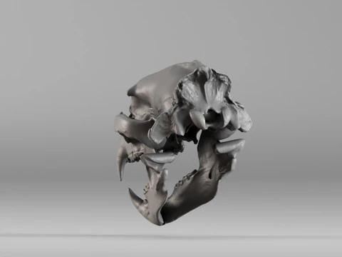 001585 Bear Skull 3dp 3D Print Model