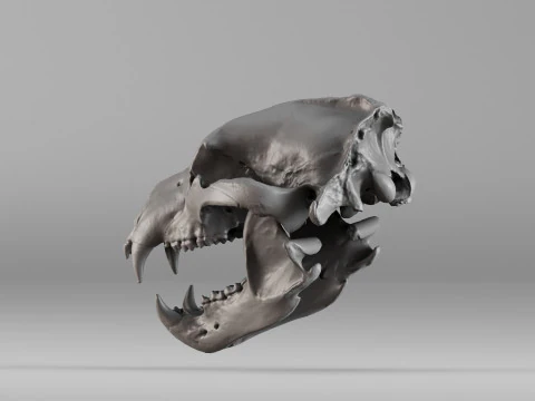 001585 Bear Skull 3dp 3D Print Model