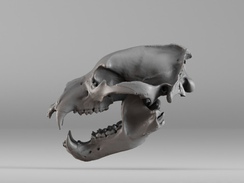 001585 Bear Skull 3dp 3D Print Model