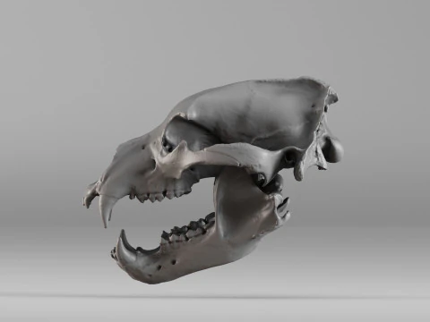 001585 Bear Skull 3dp 3D Print Model