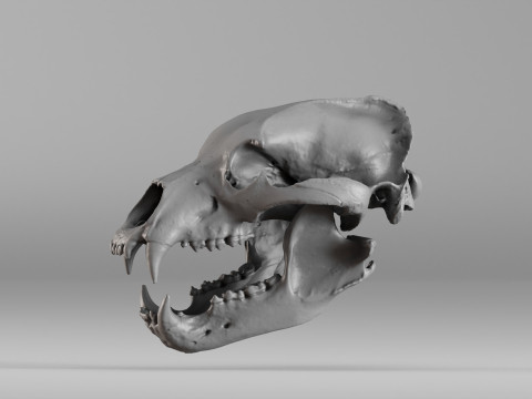 001585 Bear Skull 3dp 3D Print Model