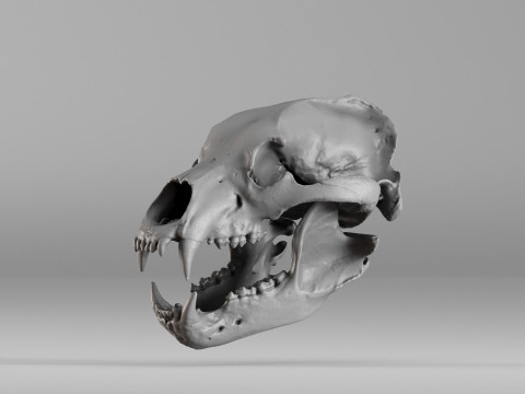 001585 Bear Skull 3dp 3D Print Model