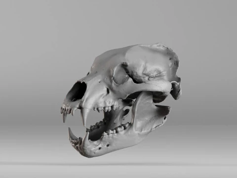 001585 Bear Skull 3dp 3D Print Model
